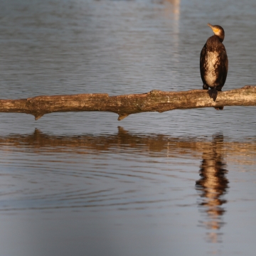 grand cormoran_20270721_a